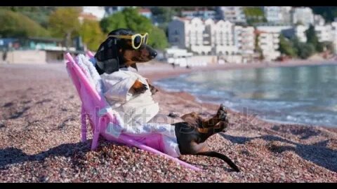 Dachshund tourist sunbathing on pebble sea beach sits on deck chair and enjoys summer vacation.