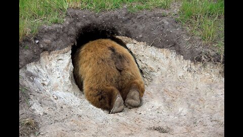 Bear meets rabbit