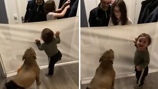 Overly-excited Doggy Accidentally Knocks Over Baby