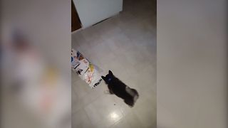 Husky Puppy Digs In For Dinner