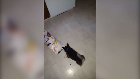 Husky Puppy Digs In For Dinner