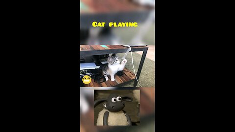 Cute Cat playing with tape