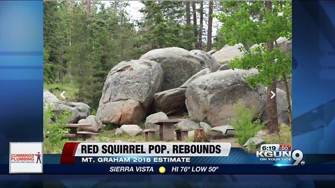 Survey finds boost in Mount Graham red squirrel population