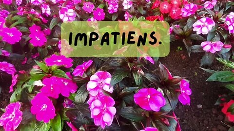 IMPATIENS - Um colorido especial pro seu jardim.