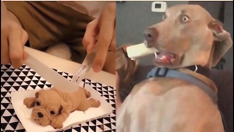 FUNNY DOG REACTIONS TO DOG CAKE-TRY NOT TO LAUGH(REALLY FUNNY)