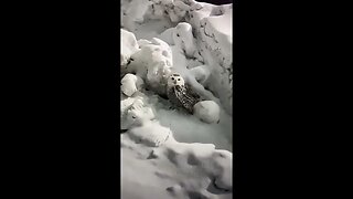 RARE SNOWY OWL.