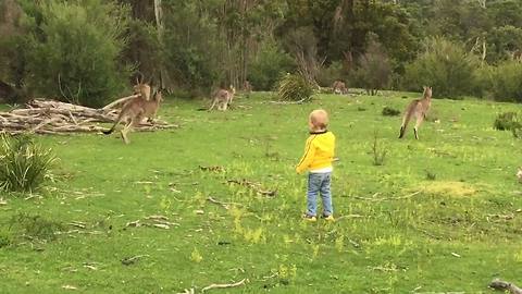 Tot Boy Chases Kangaroos
