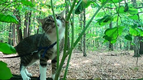 Cat Walks Along a Fallen Tree