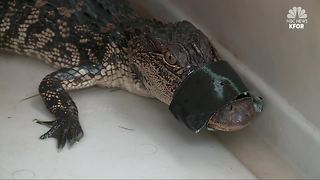 Oklahoma couple finds alligator outside of their home