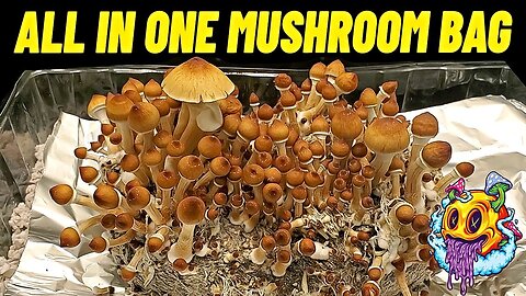All In One Mushroom Bag HARVEST!! (My First Time)