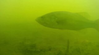 Bass in the Pond: underwater footage