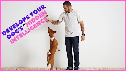 How to Train ANY DOG the basics- Dog Training foundation 101