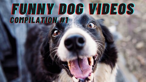 Ultimate Funny Dog Video Compilation #1