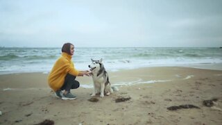 Husky Dogs taking Walk on Beach