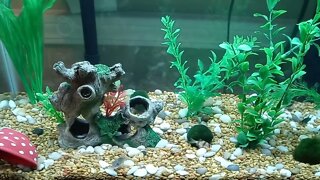 Aquarium with Tiger Barbs