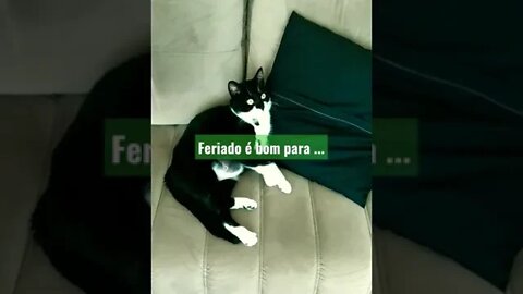 Gato vendo televisão no feriado. Gato Bartolomeu Tunico 😺😺