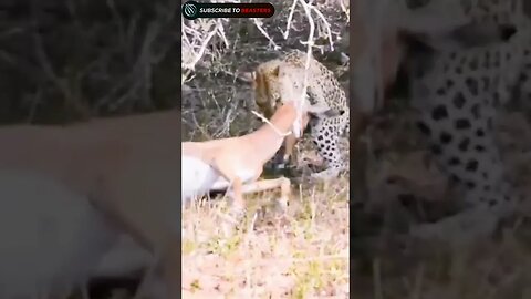 Cheetah surprisely take dawn a gazelle