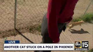 Crews rescue another cat from a pole in Phoenix