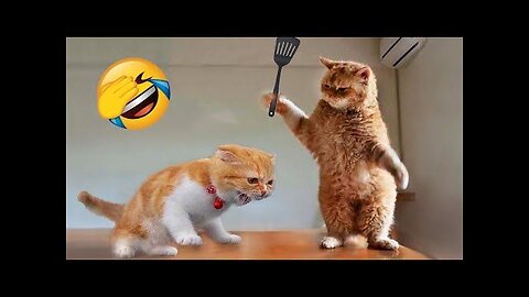 😹Cats Doing Cat Things😹