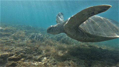 Thomas Filming Sea Turtles in Hawaii