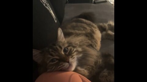 Cat Love on the Couch