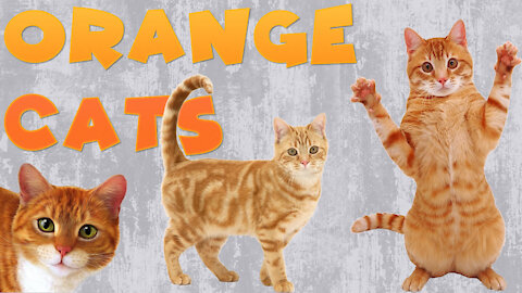 Funny Orange Cats - 20 Minutes