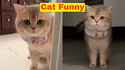 Kitten meowing to attract cats compilation Cat cute videos