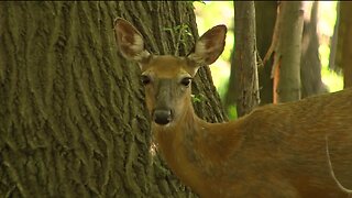 How to protect your garden from becoming a deer's next meal