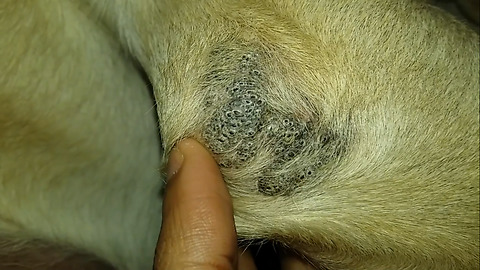 Strange: Owner found strange looking thing on his Dog's elbow. see what he did after that