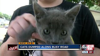 Kittens thrown from moving vehicle in Hillsborough County, some found dead