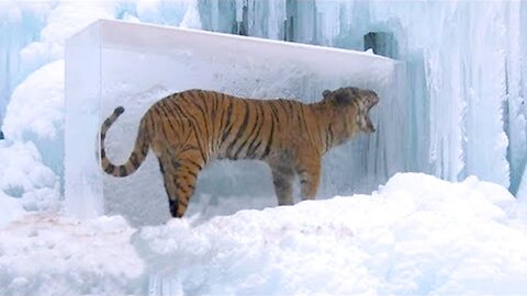 Unfortunate Frozen Animals 🥶 | Nature's Chilling Encounters