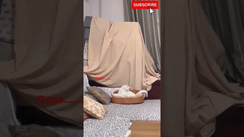 Sleepy cat 🤣🤣#shorts #cute #catlove #viral #catvideos #cat