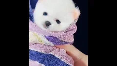 Tik Tok Chó Phốc Sóc Mini 2 Funny and Cute Pomeranian #Shorts #82