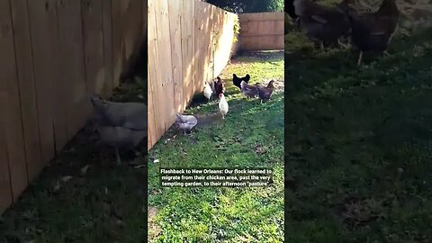 Flashback: Our flock of friendly chickens learn to run past tempting garden, to their "pasture"