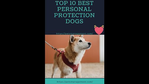TOP 10 Best Personal Protection Dogs