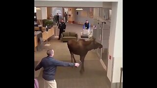 A young moose caused a stir when it strolled through the front doors...