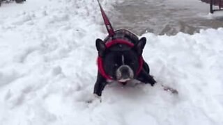 En fransk bulldog som hatar snö