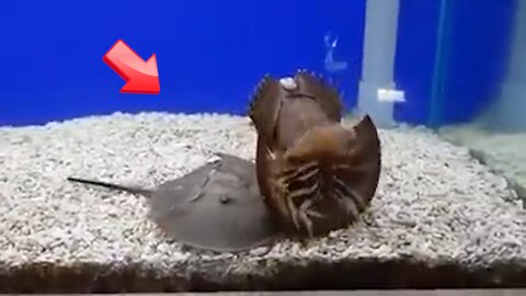 Horseshoe crabs help their friends [Mystery]