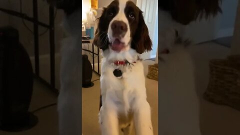 Hungry Springer Spaniel Puppy Wants Breakfast!
