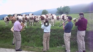 Deze koeien houden wel van een muziekje, WAT een mooie beesten!