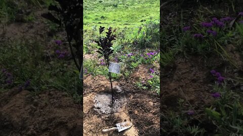 Sparkling rain drops -Planting tree on horse’s grave.