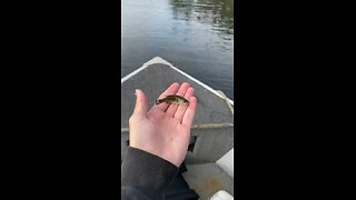 Worlds Smallest Smallmouth Bass