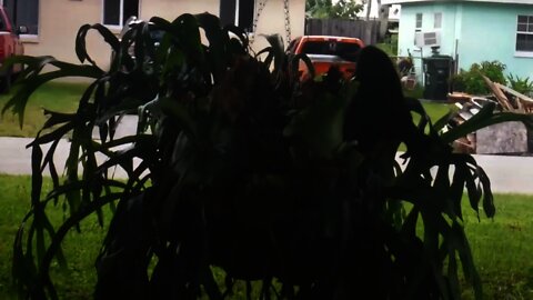 Stray kitten playing in the staghorn fern.