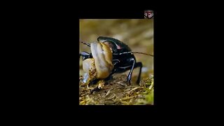 The Golden Ground Beetle Facts #shorts #amazingfacts #beetle