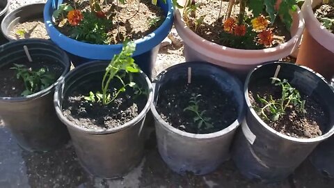 Tomato Suckers into whole new Tomato Plants