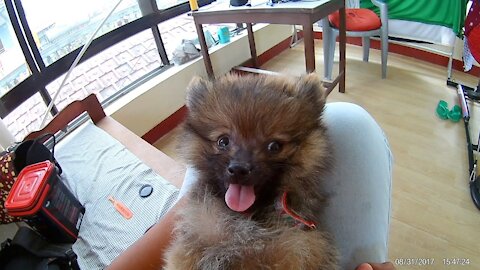 Pomeranian puppy wear belt for the first time and see Reaction