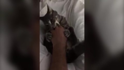 Hilarious Cat Bites Owner’s Hand