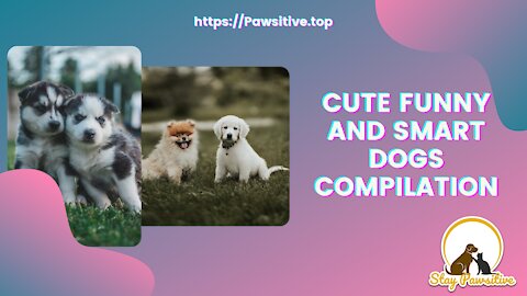 Cute Puppies | Cute Funny and Smart Dogs Compilation - Stay Pawsitive