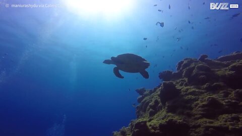 Mergulhadores nadam com tartaruga marinha