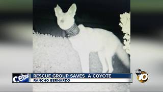 North County rescue group saves coyote caught in tubing